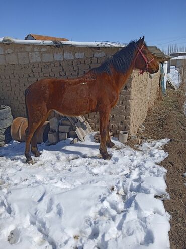 продажа лошадей в кыргызстане: Продаю | Конь (самец) | Полукровка | Конный спорт