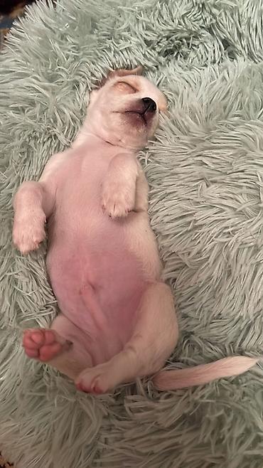 Продажа собак: Продаются замечательные щенки — такса и чихуахуа 🐶✨ Ищем заботливых и — 14