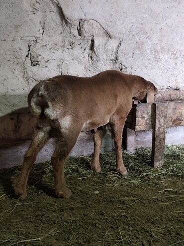 Бараны, овцы: Продаю | Баран (самец) | Для разведения | Племенные — 9