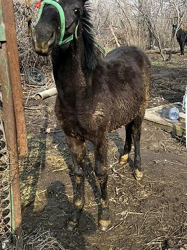 Лошади, кони: Продаю | Жеребенок | Кара Жорго | Для разведения — 7