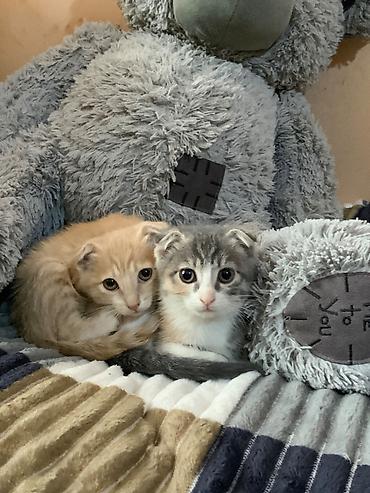 Кошки: Котята ищут любящую семью и уютный дом. Отдаем только в надежные руки — 1