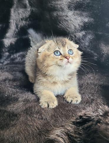 Pişiklər: Şotland, Erkək, Dişi — 26