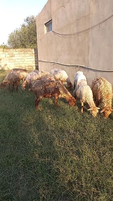 qoyunlar ana bala: Salam tam saglam 12dene bogaz qoyun — 3