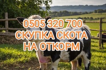 купить жеребенка: Куплю | Коровы, быки, Лошади, кони | На откорм, Откормленные, Бесплатная доставка