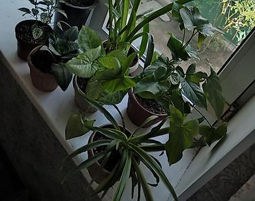 цветы уличный: Цветы комнатные все на фото 7 горшков за — 2