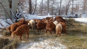 дойный козы: Продаю | Ягненок | Арашан | На забой, Для разведения