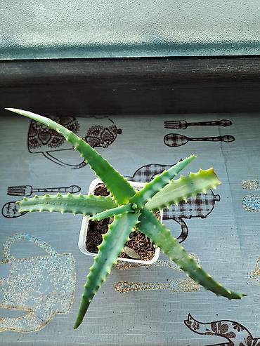 ətirşah bitkisi: Aloe (sukkulent) – qara plastik saksıda 2 ədəddir - Növ: Aloe — 2