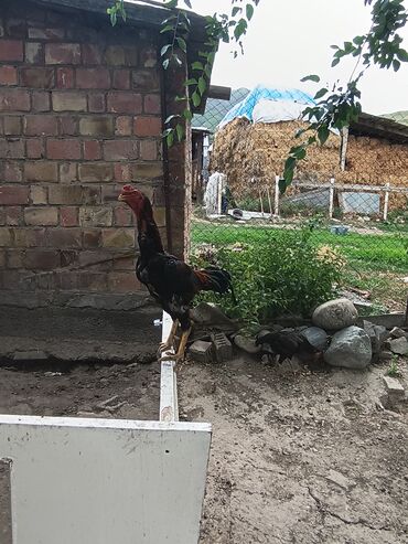 купить домик для кошки недорого: Продаю курей по 2000 петуха за 3000куры несутся