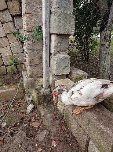 cucə inkubator satisi: Satılır: Misk ördəkləri (indo duck) 15 manatdan 30 manata kimi hamsini — 3