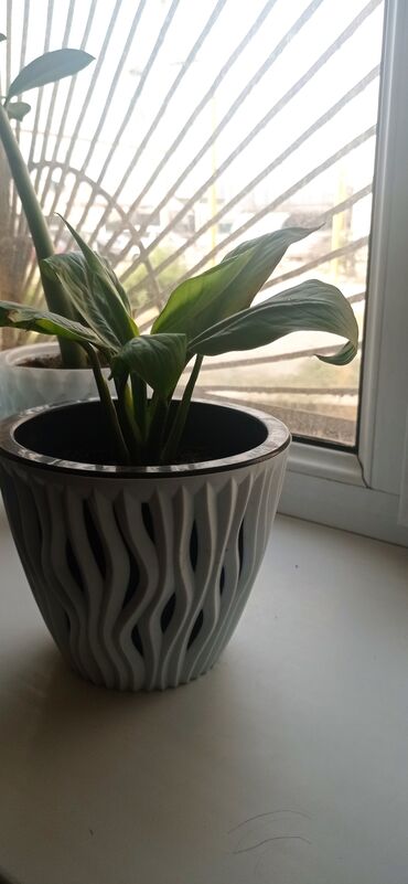 Драцены и Сансевиерии: Сансевиерия (Sansevieria, «щучий хвост») в декоративном горшке. - — 8