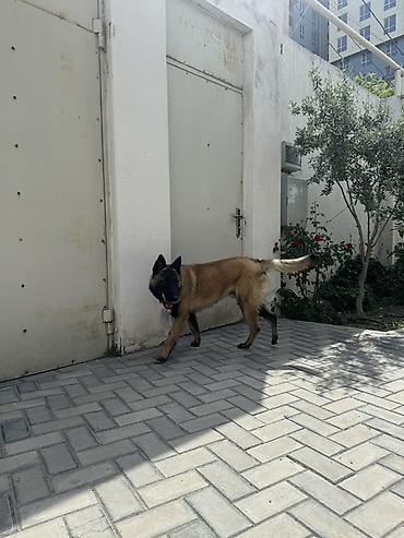 tuklu itler: Belçika çoban iti — 10