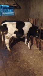 продаю в связи переездом: Продаю телок 3 штуки
Просьба звонить !!!