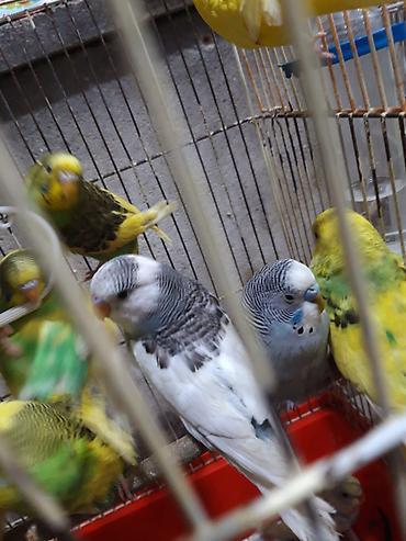 Tutuquşları: Bala Valnisti 9azn Boş qəfəs 9azn 1 bala quş +Qəfəs +Suqabı+Yemqabı — 22