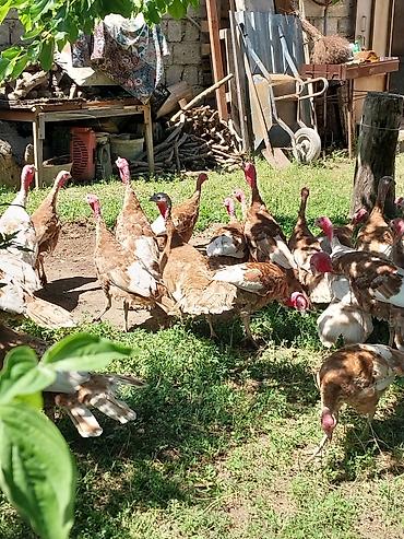 Quşlar: Kanada Borbon hindiuşkaları satılır ! 
28 fevral çıxmış cücələrdi ! — 6