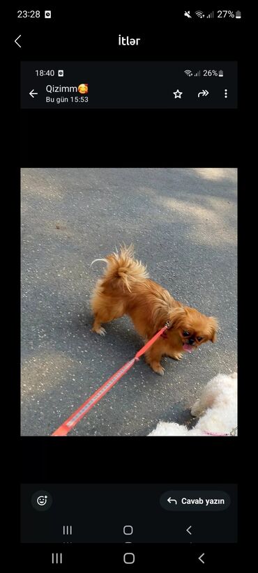 pekines: Pekines, 1 il, Dişi