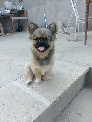 ucuz ev itləri: Pekines, 5 ay, Erkək, Peyvəndli, Ünvandan götürmə — 4