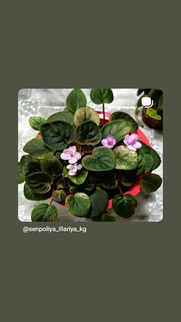 Фиалки и глоксинии: 🌱🌺🌱 Продаю сортовые ДЕТКИ стандартных, трейлерныхмини и полумини — 13