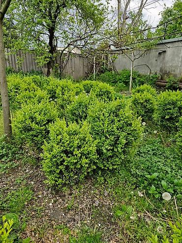 agac satisi baki: Buxus (şimşir) dekorativ kolları – formal heykəllər və canlı hasarlar — 7