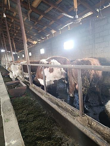 Коровы, быки: Продаю | Бык (самец) | Герефорд | На откорм | Племенные — 26