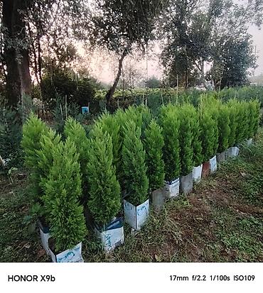 qara torpaq ve peyin: Thuja (Qızıl şam, leylandi tipli dekorativ iynəyarpaq) fidanları - — 3