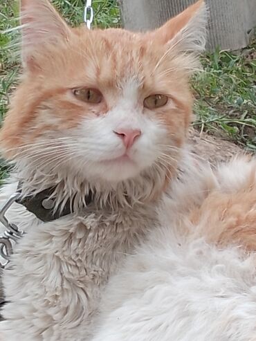 персидский кот цена: Г. Ош Кот, роскошный, видно, что был домашний, но судя по всему не