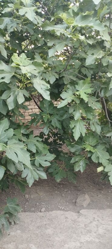 Həyət evləri və villaların satışı: 3 otaqlı, 100 kv. m, Kredit yoxdur, Orta təmir — 6