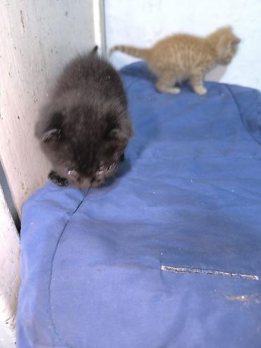 продажа породистых котят: Скотиш Фолд (Шотландская вислоухая), 1 месяц, Мальчик, Метис — 6