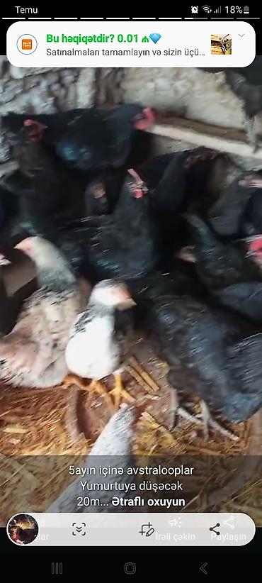 Quşlar: Her nov toyuqlarimiz var sifarisle baqli nomreye yiqin. xahis — 1
