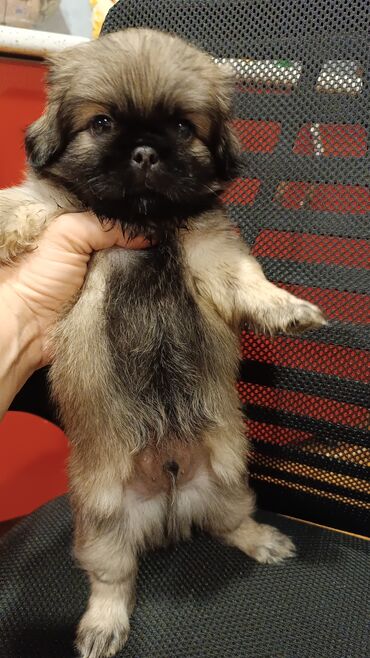 Собаки: Пекинес, 2 месяца, Самка, С родословной, Самовывоз