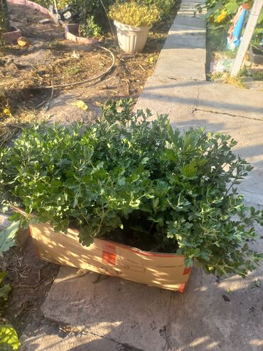 Садовые цветы и кустарники: Рассада цветка: Хризантемы — 4