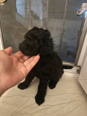 İtlər: Şekilleri götürmeyin - Cins: Toy Pudel (mini) - Rəng: qara, ve — 6