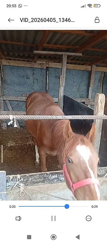 Лошади, кони: Продаю | Жеребец | Дончак — 4