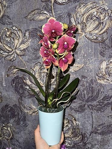 Орхидеи: Орхидея оптом и в розницу принимаем корпоративные заказы !!! Г at lalafo.kg — 8 Орхидеи: Орхидея оптом и в розницу принимаем корпоративные заказы !!! Г — 8
