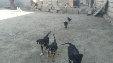 İtlər: Doberman, 1 ay, Erkek, Peyvəndli, Ünvandan götürmə, Ödənişli çatdırılma, Rayonlara çatdırılma