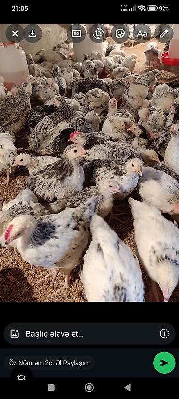 Toyuqlar: ‼️ Serebrist Colpaları 2 aylığ tam sağlam iri və yumurtalığ — 4