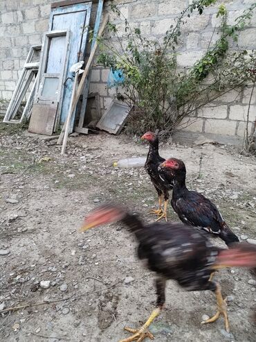 Xoruzlar: Xoruz, il: <1 — 1