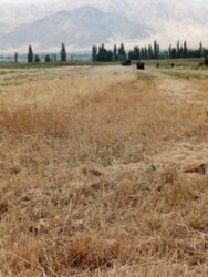 оборудование для выпечки: Арпа саман сатылат срочно