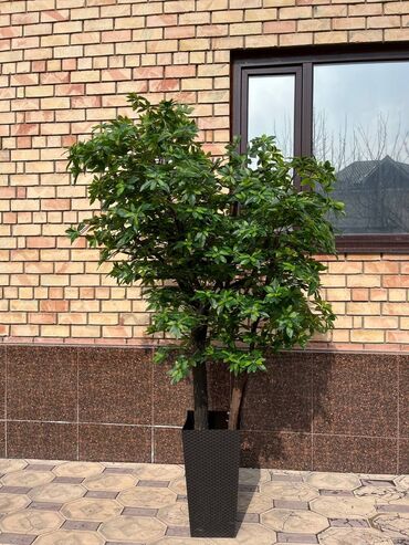 Декоративные цветы: Искусственные деревья и цветы — долговечный и стильный декор без at lalafo.kg — 11 Декоративные цветы: Искусственные деревья и цветы — долговечный и стильный декор без — 11