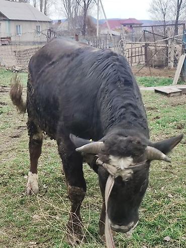 Коровы, быки: Продаю | Бык (самец) | Для разведения | Племенные — 19