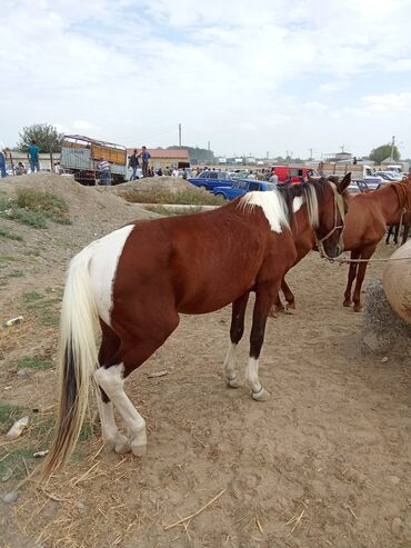 mal bazarı: Erkək, il: 3, Ünvandan götürmə