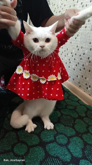 az.siberian: Ağ Biritan disi Məhsul təsviri: qum tərbiyəsi var adı eliza 2 yaş — 2