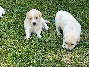 qurd basar iti: Retriever, 1 ay — 7