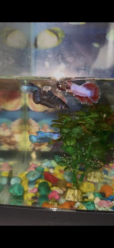 Рыбы: Бойцовые рыбки (Betta splendens) — разноцветные самцы и самки — 10