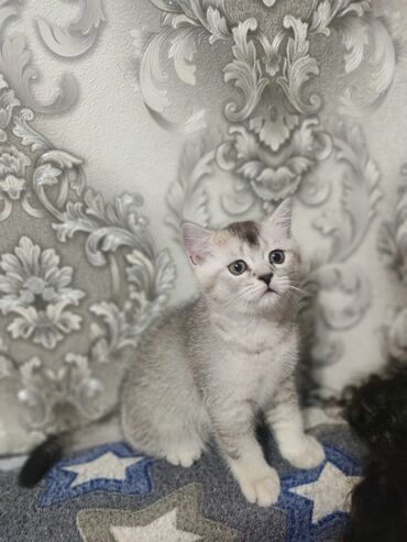 персидская короткошерстная кошка: Скотиш Страйт (Шотландиялык тик кулактуу), 1 айлык, Эркек, Лотокко барууга үйрөтүлгөн