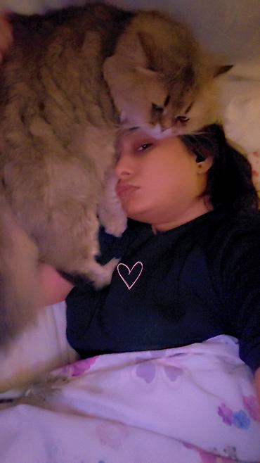 Продажа кошек: Сибирская, 2 года, Мальчик, Золотая шиншилла, Приучена к лотку, Проглистована, С прививками — 16