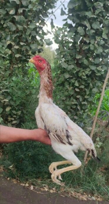 İtlər: Heyratı toyuqlar.Heyvanlar Göz qabaqındadır.Kül hazırda qırt düşüb