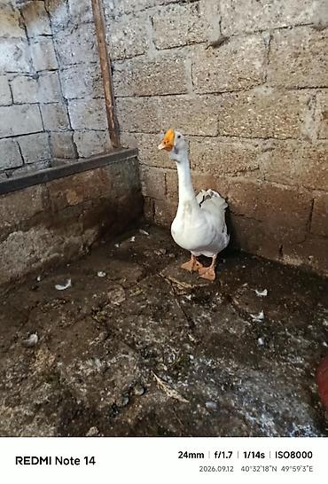 vendam kendi: Ağ qazlar – cütlük - Növ: ev qazı (ağ rəng, narıncı dimdik və — 2