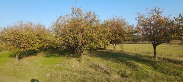 Çöl bitkiləri: Goranboy rayonu, Hazırəhmədli kəndində yerləşən 2 hektar meyvə bağı