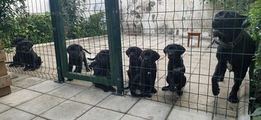 животные в добрые руки: Kane-Korso, Erkek, Sənədli, Ünvandan götürmə