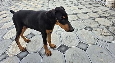 ev itləri satışı: Doberman, 5 ay, Erkək, Peyvəndli, Ünvandan götürmə — 1